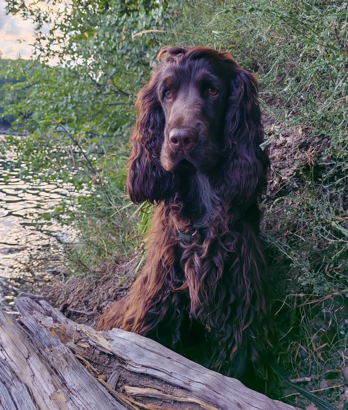 Cocker anglais chocolat assis au bord de l'eau