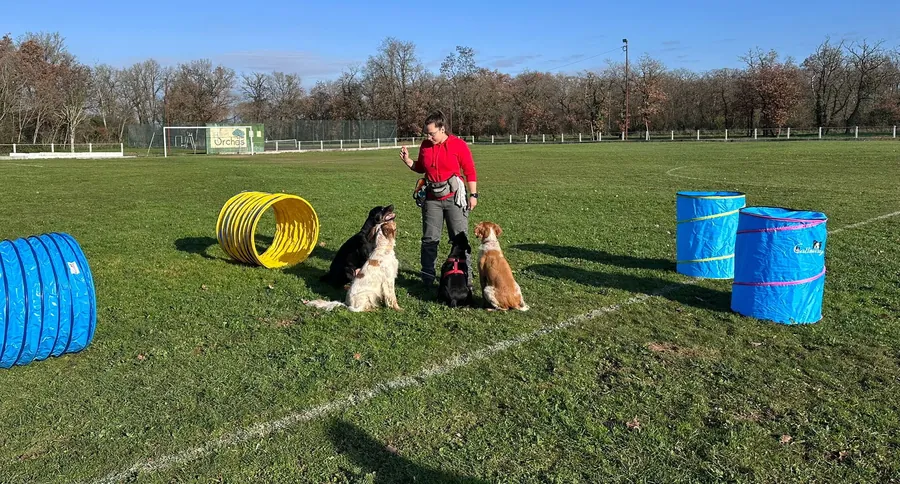 Séance collective d'éducation canine sur terrain clos
