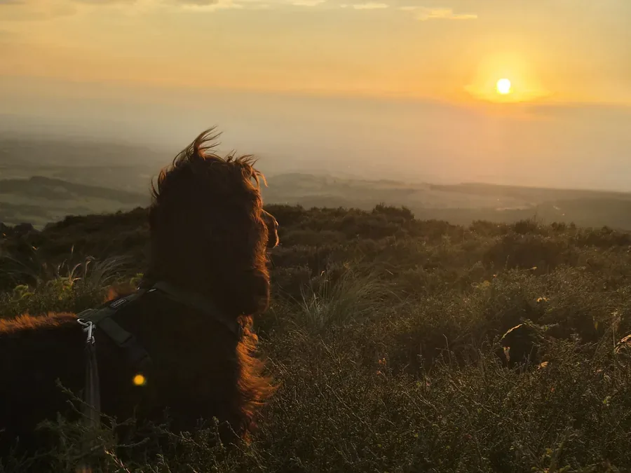 Cocker anglais chocolat contemplant un coucher de soleil depuis une colline