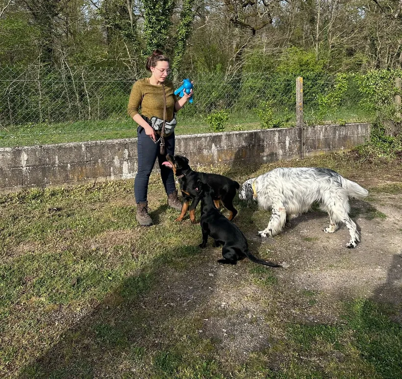 Séance d'éducation canine avec trois chiens