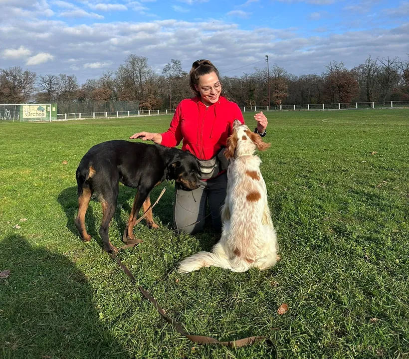 Travail du focus avec deux chiens en extérieur
