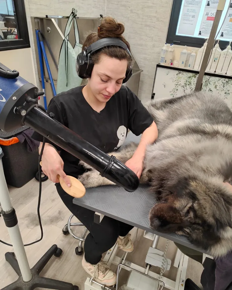Séchage et brossage d'un chien âgé en cabine de toilettage
