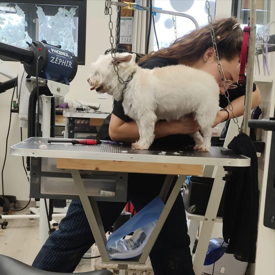 Toilettage d'un petit chien blanc sur table de toilettage